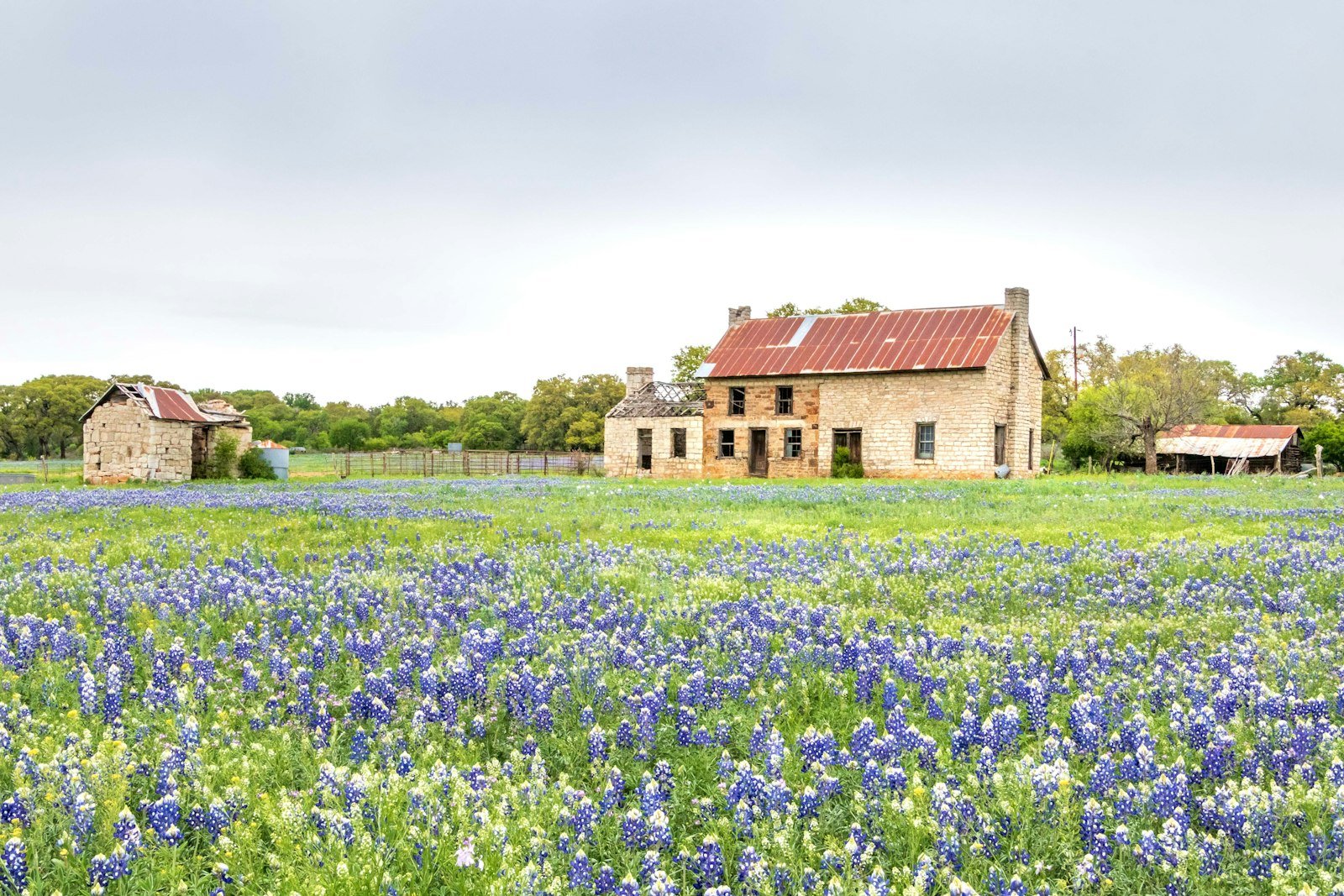 Aledo bluebonnets